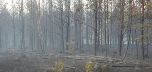 Фото министерства лесного, охотничьего хозяйства и природопользования Пензенской области